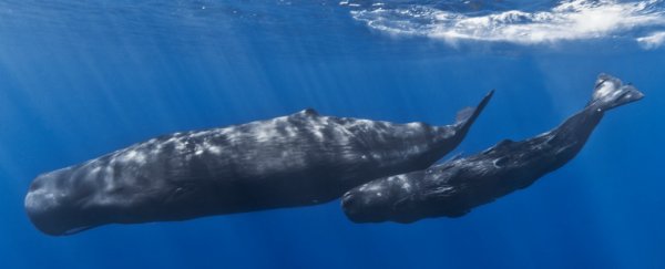 A US court just ruled that Navy sonar harms whales and dolphins