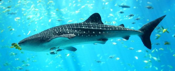 Scientists have tracked where whale sharks go after tourist season