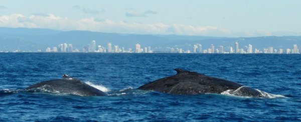 Scientists find whales and dolphins mourn their dead too