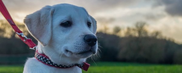 Scientists have finally figured out why your labrador is so fat