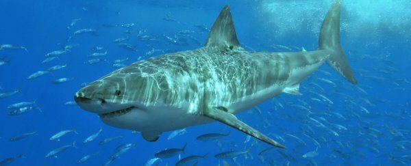 I've spent 7 years counting sharks - the findings aren't good