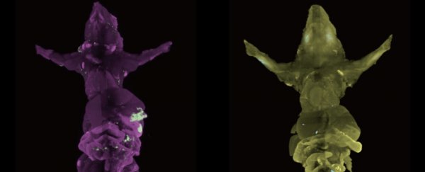 This is what cancer looks like attacking the insides of a mouse