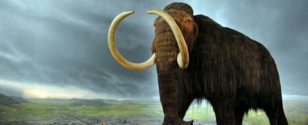 Scientists might have finally figured out what killed off the last woolly mammoths