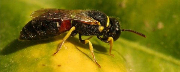 7 bee species have been added to the US endangered species list