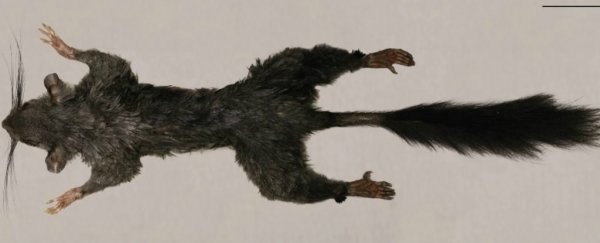 Researchers just caught a glimpse of the world's most mysterious mammal