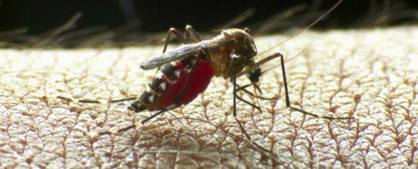 An Indian company says they have two Zika vaccine candidates ready for pre-clinical trials