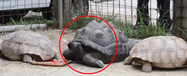Rebel giant tortoise caught by bounty hunters after two weeks of freedom