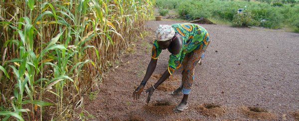 Yes, Africa will feed itself within the next 15 years