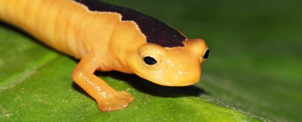 This incredibly rare salamander species was just found for the first time in 42 years