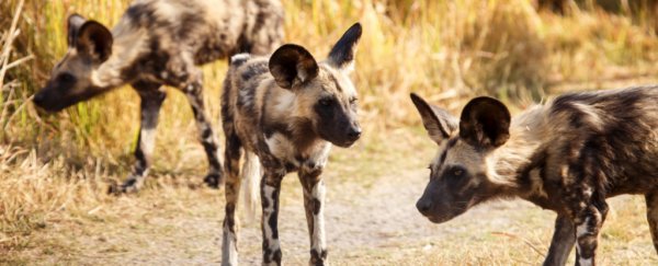 Packs of African wild dogs vote on group decisions by sneezing