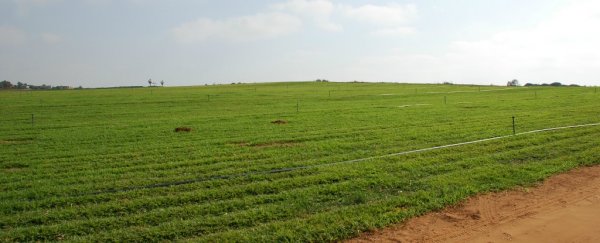Prescription drugs end up in our crops thanks to our medicated pee, new study finds
