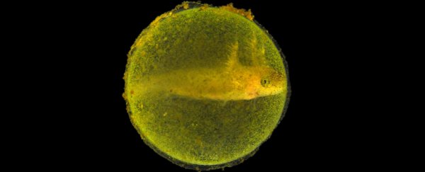 We Have Weird New Details On The Strangest Symbiotic Relationship Ever Found