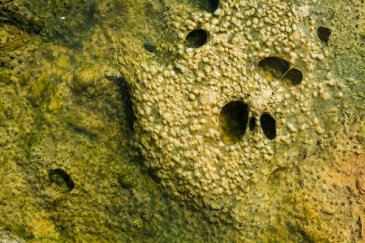 Algal virus found slowing down the brains of humans