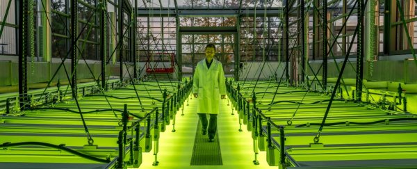 Airbus has just created a jet that runs on algae