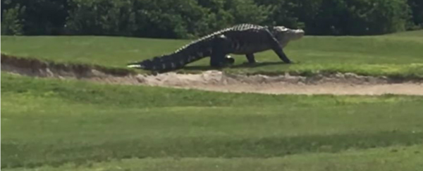 We asked a scientist about that "impossibly large" alligator