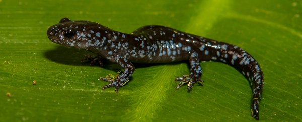This all-female, polyamorous salamander has three genetic daddies