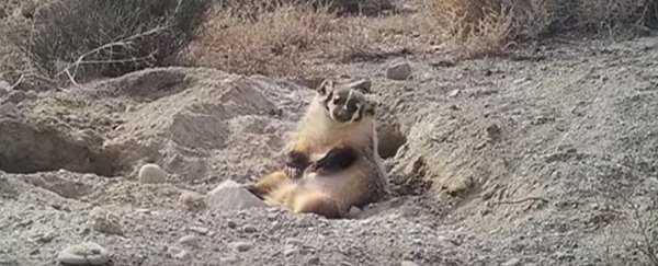 This strange little badger stole a cow and buried its entire body underground