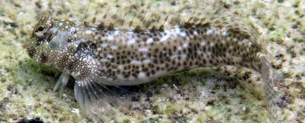 These fish have been caught evolving to survive on land