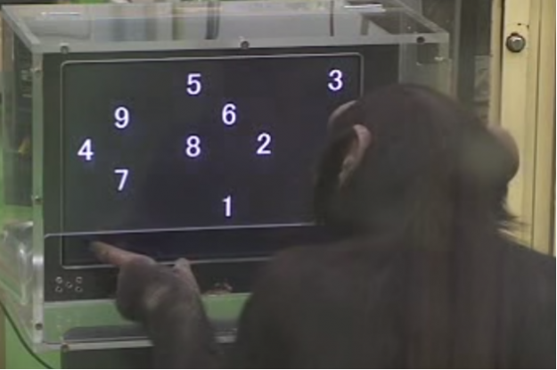 WATCH: This Chimp's Visual Processing Speed Is Nuts : ScienceAlert