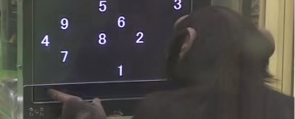 WATCH: This chimp's visual processing speed is nuts