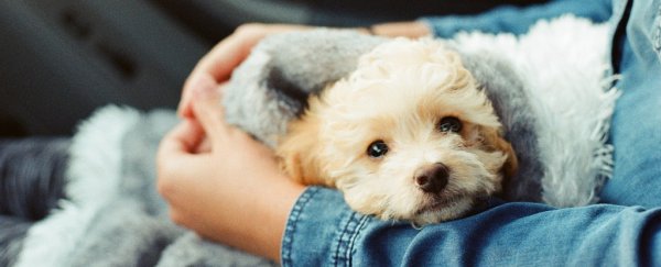 People really do love dogs more than humans, says new study