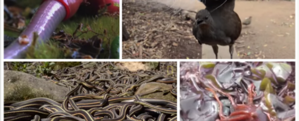 WATCH: Our top ten animal videos for 2014