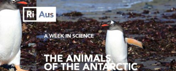 WATCH: Here's what the animals of the Antarctic are up against