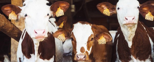 A huge change is about to happen over how we label antibiotic use in meat