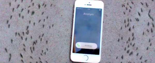 Watch: Ants form an eerie circle around a ringing iPhone