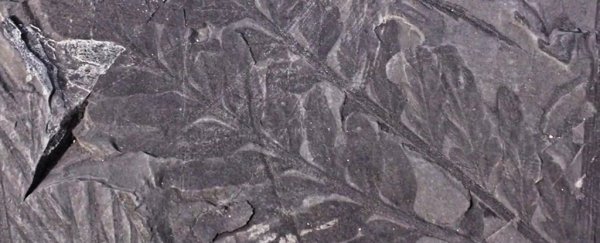 Scientists begin to uncover the mysteries of Antarctica's vast fossil forests