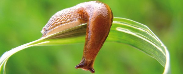 Slug slime inspires the perfect glue to hold together a broken heart