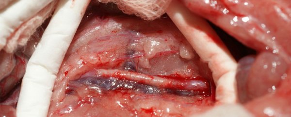 Scientists develop synthetic blood vessels that could replace donations