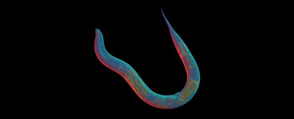 This worm has gone 18 million years without sex, and we now know its secret