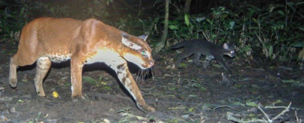 WATCH: Super-rare African golden cat caught attacking monkeys on film