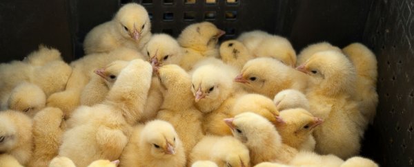 US egg farmers say they'll finally stop culling millions of newborn male chicks