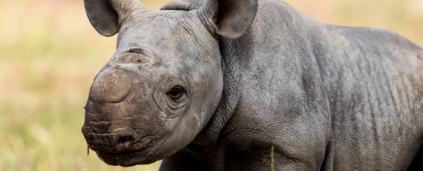 An incredibly rare black rhino has been born at an Australian zoo