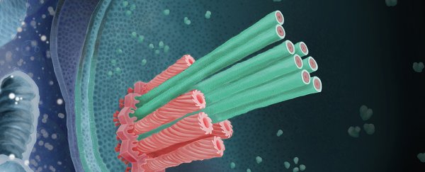 Scientists show how bacteria use micro-daggers to fend off amoebae and stay alive