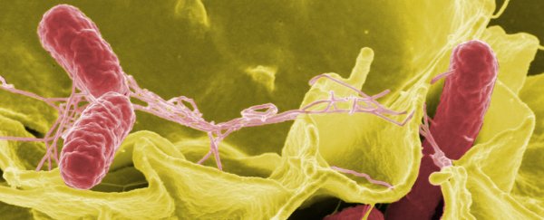 Researchers have traced the genes for antibiotic resistance back to their source