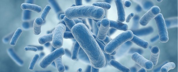 Genetically engineered bacteria could prevent obesity