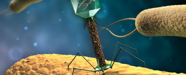 Scientists have figured out how to pit viruses against superbugs