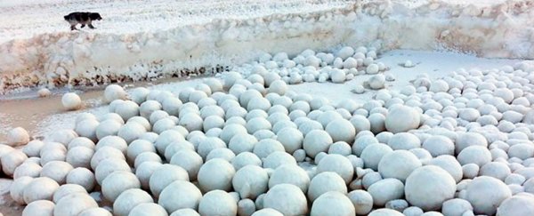 Giant snowballs are mysteriously washing up on a beach in Siberia
