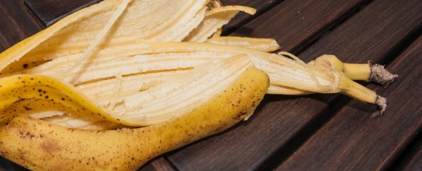 Banana peel is just as nutritious as the flesh
