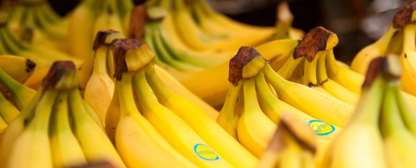 Fungal disease could wipe bananas out in 5 to 10 years