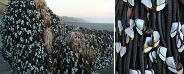 People are freaking out over this 'monstrosity' that washed up in New Zealand