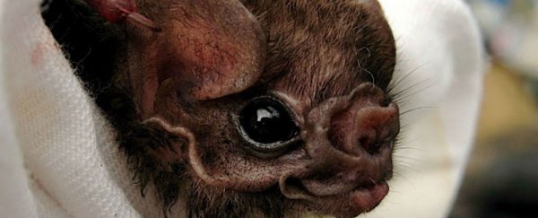 These Brazilian vampire bats have started feeding on humans for the first time