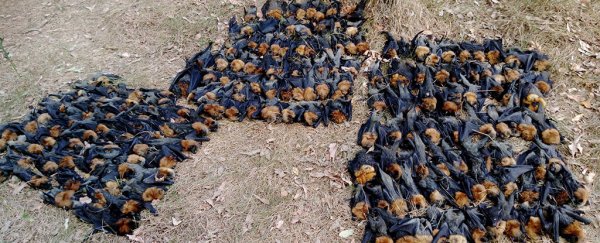 It's so hot in Australia, hundreds of dying bats are falling from trees