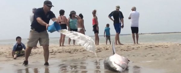 beached great white shark