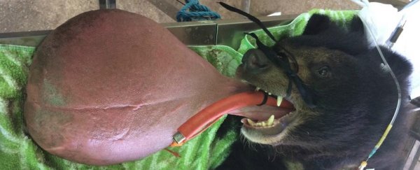 This poor bear's tongue got so big, vets had to surgically remove it