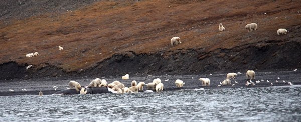 Hundreds of polar bears spotted feasting on a dead whale carcass