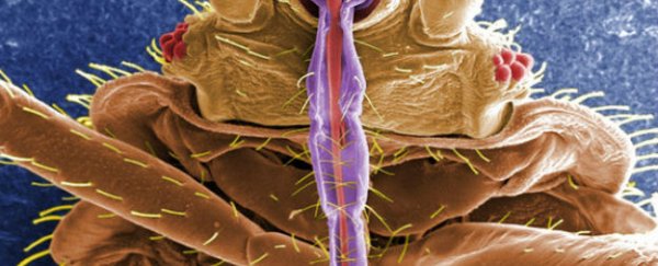 180,000 bites later… we may have a trap for bedbugs